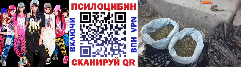 дарнет шоп  Темников  Галлюциногенные грибы Cubensis 